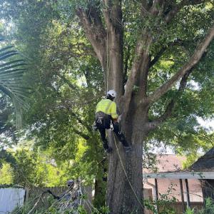 Tree Doctors of America