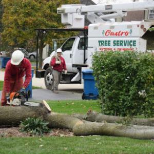 Castros Tree Service & Concrete