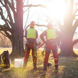 Outer Banks Tree Company - Elizabeth City Tree Service