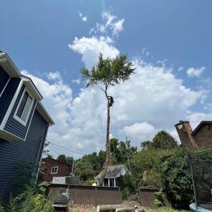 Travis Calder Tree Specialist