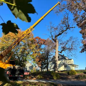 Lancaster Tree Care