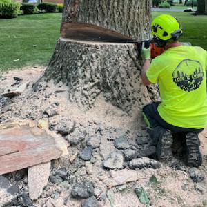 Logs to Lumber Tree Service