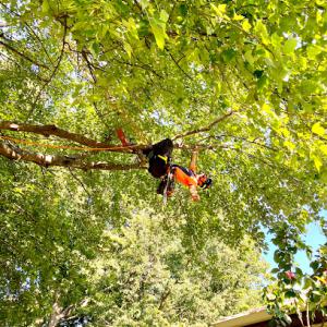 Arborist Tree Care
