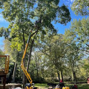 Heartwood Tree Care