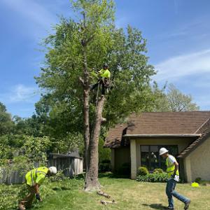 Jennings' Tree Service