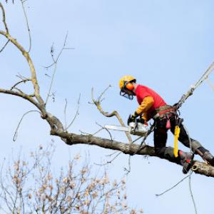 Tree Trimming Guy Removal Service Ennis Tx