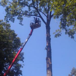 Sunny Slope Tree Service