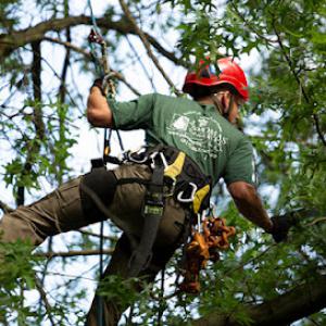 J Thomas Tree Service