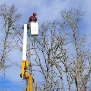 Collins Tree Service