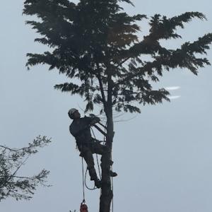 North Coast Arborists