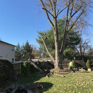 Jersey Tree Care