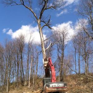 Top Of The Line Tree Experts