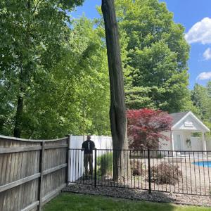 Weber Tree