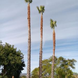 Del's Firewood & Palm Tree Service