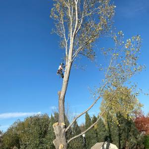 Slim's Tree Care