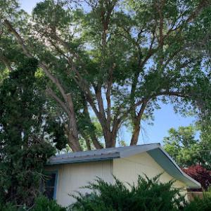 T & R Tree Services