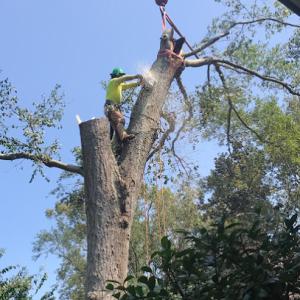Southern Scapes Tree Experts