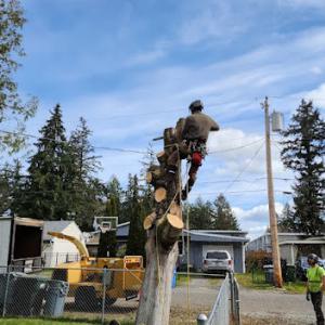 Pacific Tree Services