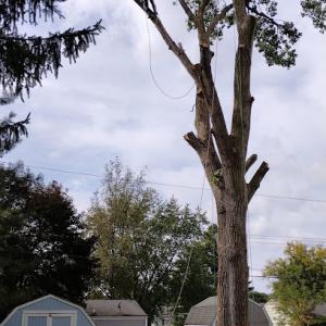 Veteran Tree Service