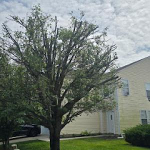DC Tree Services