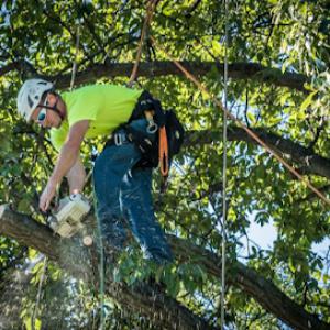 Jacksonville Tree Service Pros