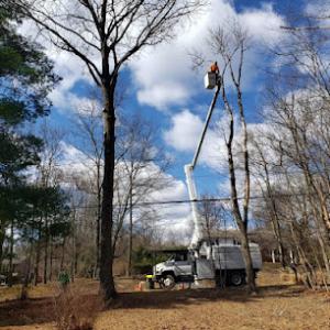 Frank's Tree Service