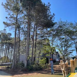 First Choice Tree Specialist