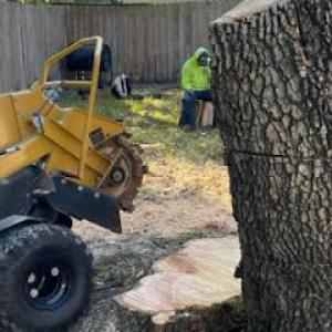 Boni Tree Service & Stump Grinding