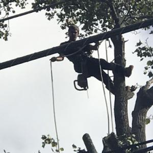 Branching Out Tree Care Experts