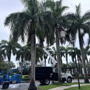 Service Queen Tree Service