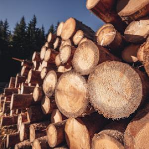 Tree Service Rock Hill