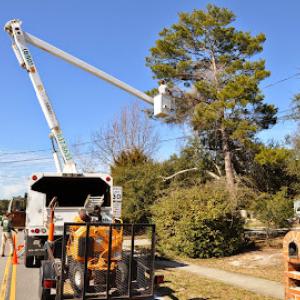 Coastline Tree Service