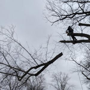 Buena Vista Tree Service