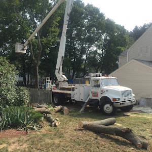 Delmar Tree Landscape