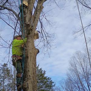 Smith's Tree Service