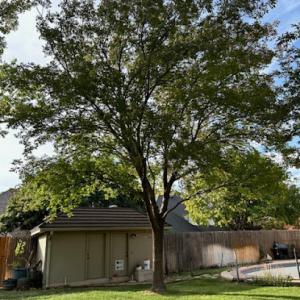 K&B Quality Tree & Landscape