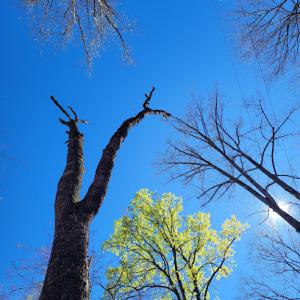 Shaddai Tree Services & Landscaping