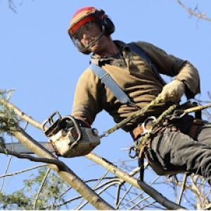 Indra Mowing & Tree Care