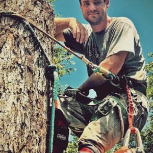 Arborscape Tree Beautification