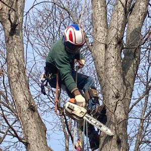 Us Tree Service