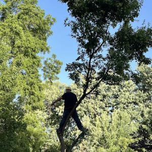 Elite Tree Service Professionals