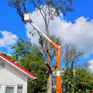 Broken Branch Tree Service