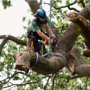 JM Tree Services
