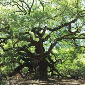 Southern Roots Tree Service
