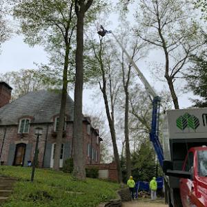 Michiana Tree Works