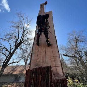 August Hunicke Arborists