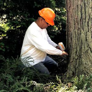 Jc Arborist Professional Tree Care Service