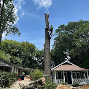 Elegant Tree Service