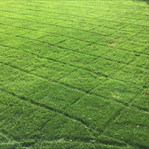 La Villita Landscaping