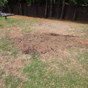 Arch Stump Grinding